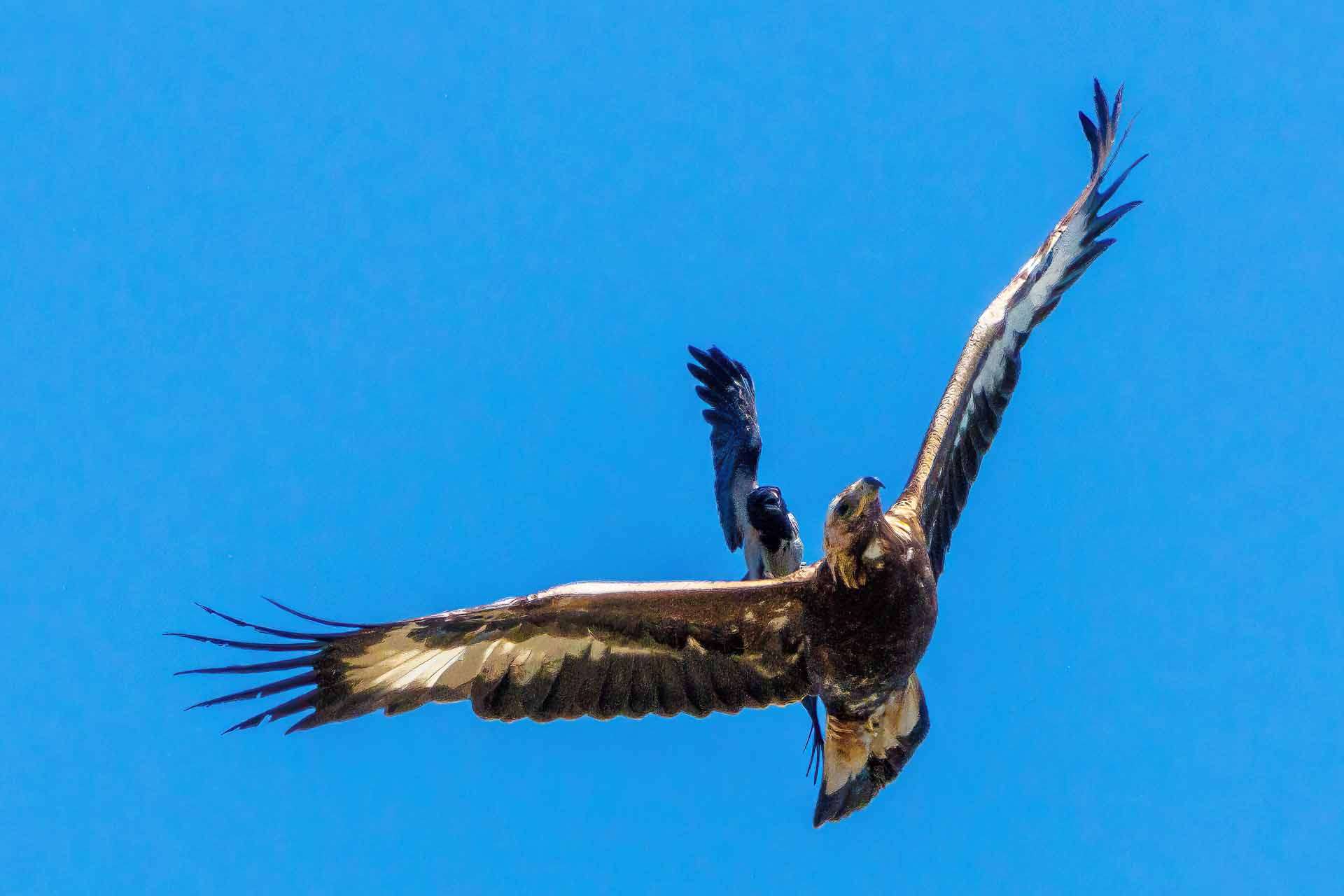 © Nikola Kostic. Sveriges Unga Naturfotografer.