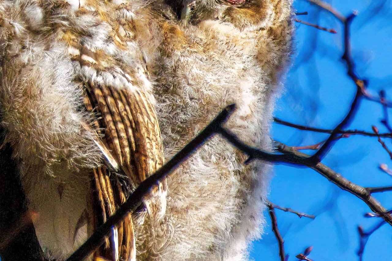 © Nikola Kostic. Sveriges Unga Naturfotografer.