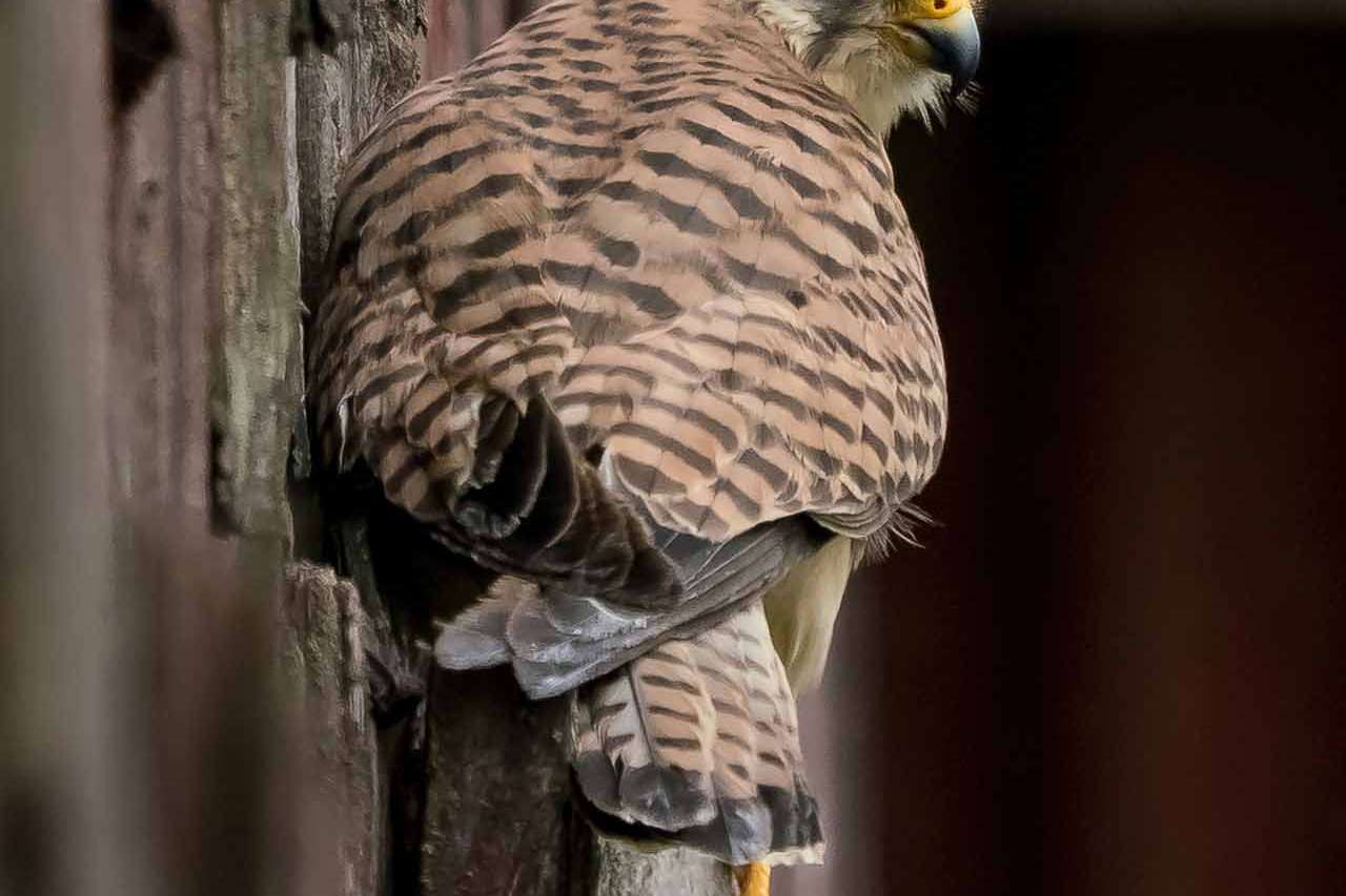 © Nikola Kostic. Sveriges Unga Naturfotografer.