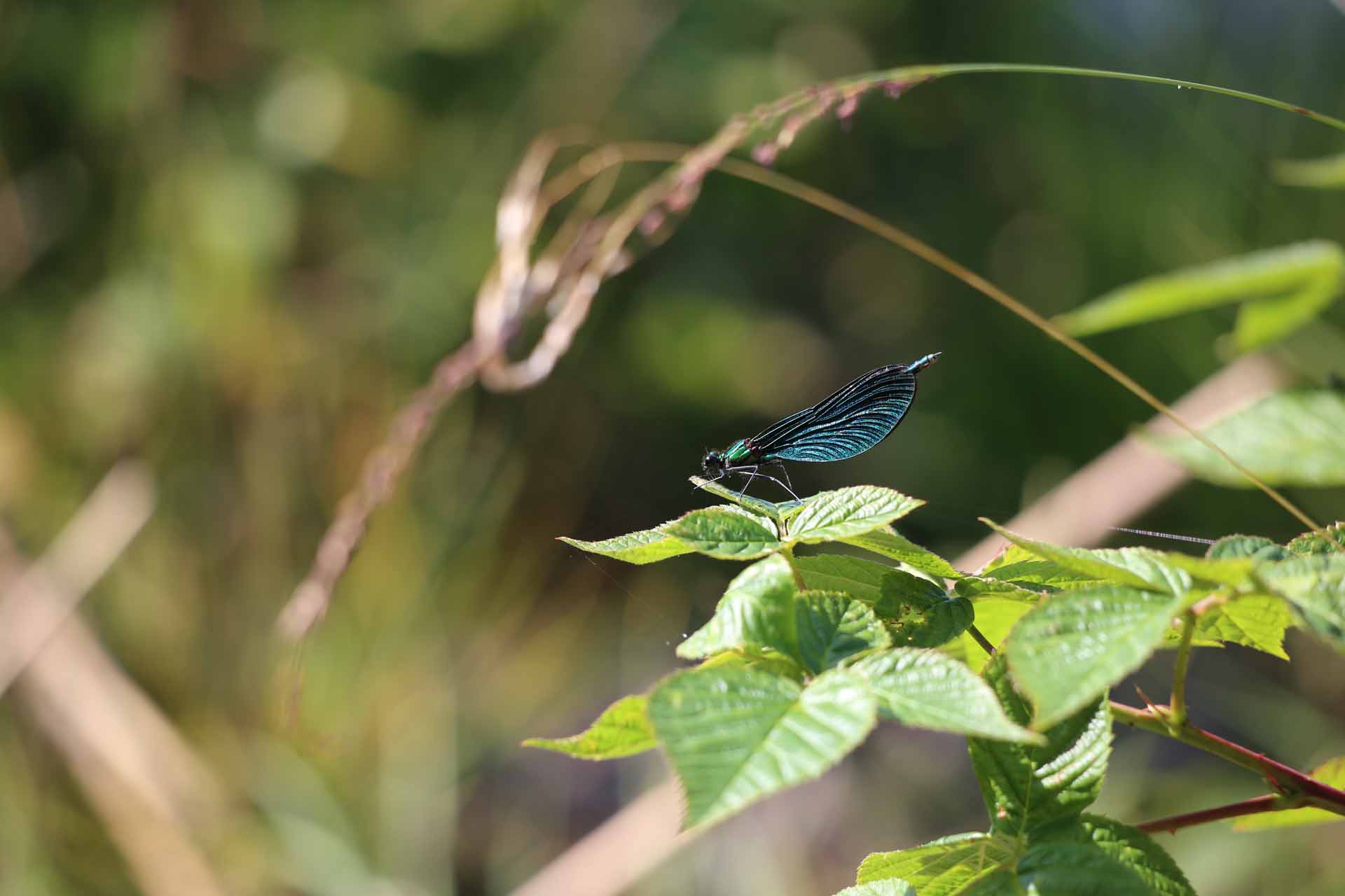 © August Engström. Sveriges Unga Naturfotografer.