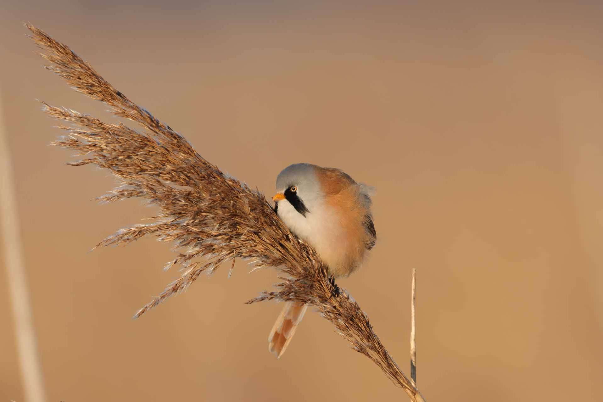 © Gustav Westergren. Sveriges Unga Naturfotografer.