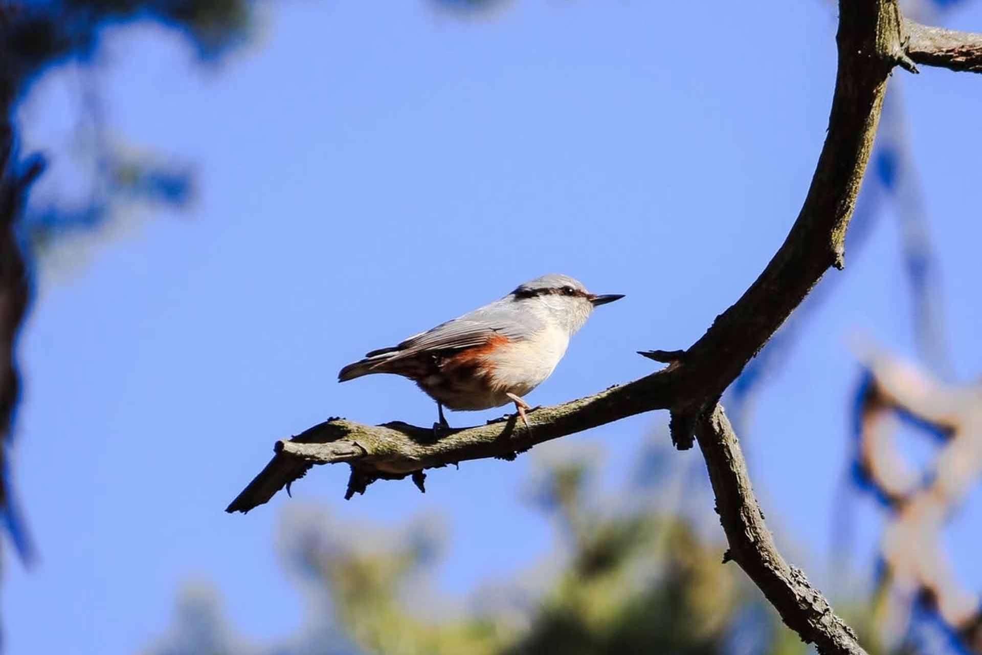 © Ivar Bryngelsson. Sveriges Unga Naturfotografer.