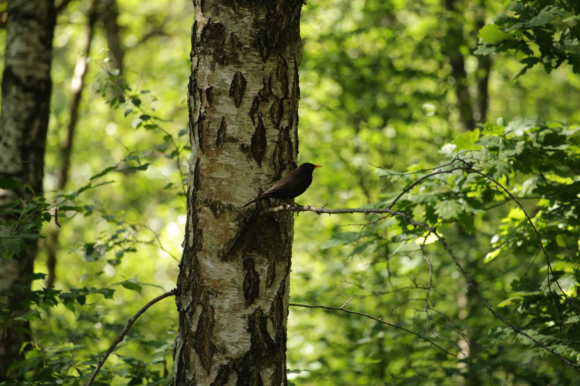 © August Engström. Sveriges Unga Naturfotografer.