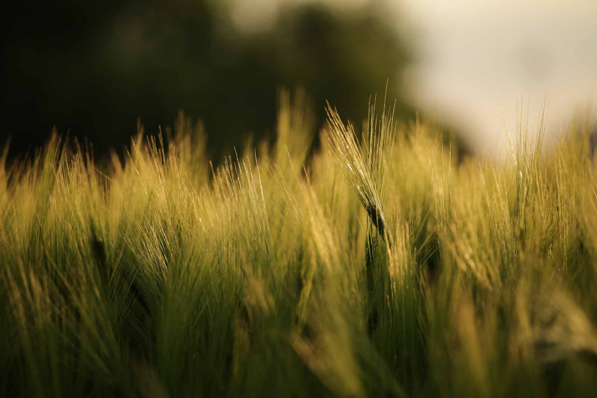 © August Engström. Sveriges Unga Naturfotografer.