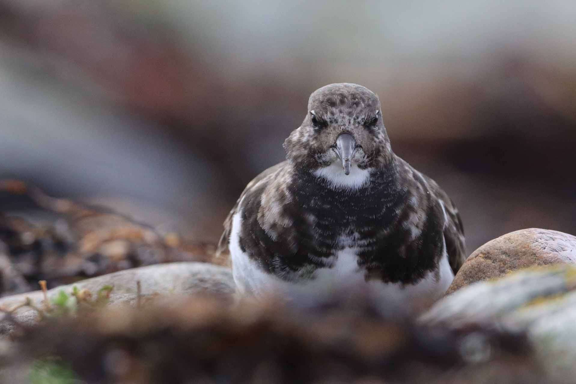 © Gustav Westergren. Sveriges Unga Naturfotografer.