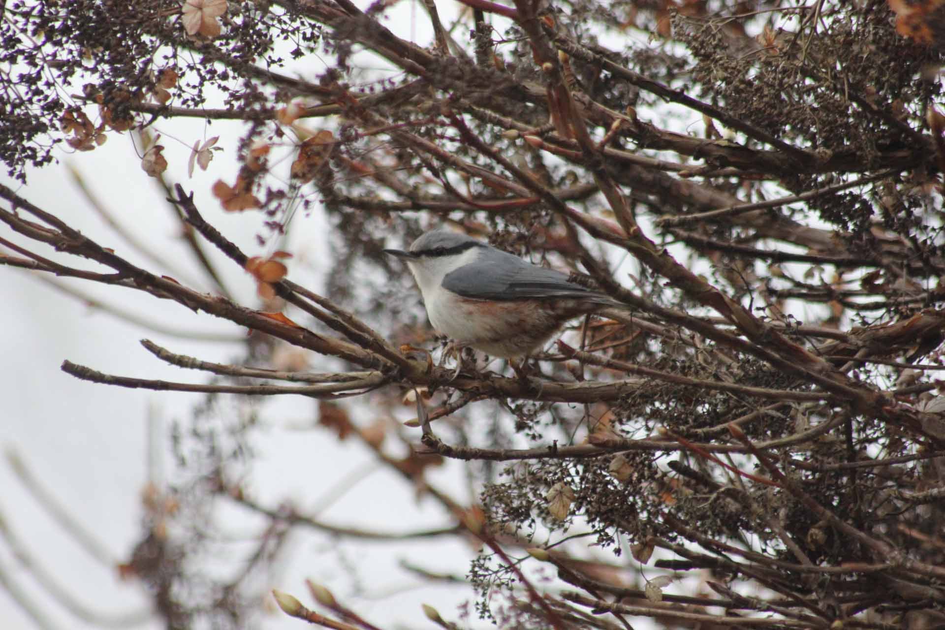 © August Engström. Sveriges Unga Naturfotografer.