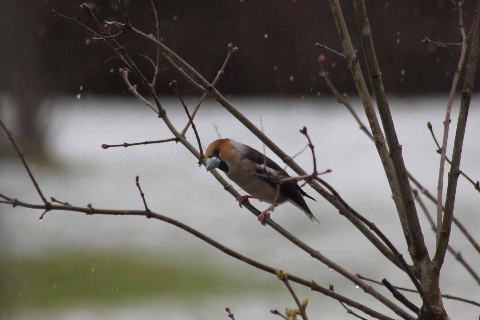 © August Engström. Sveriges Unga Naturfotografer.