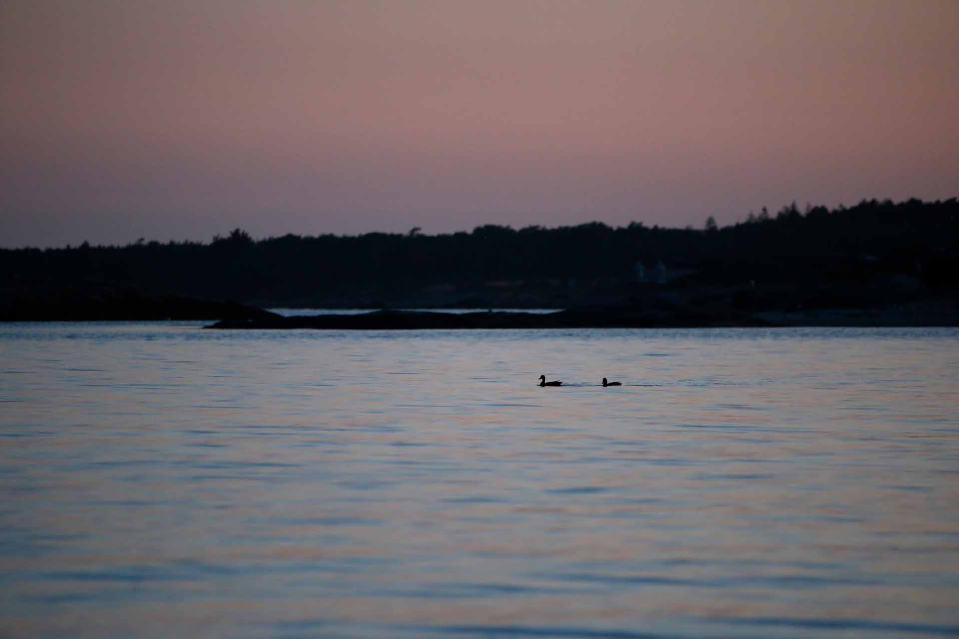 © August Engström. Sveriges Unga Naturfotografer.