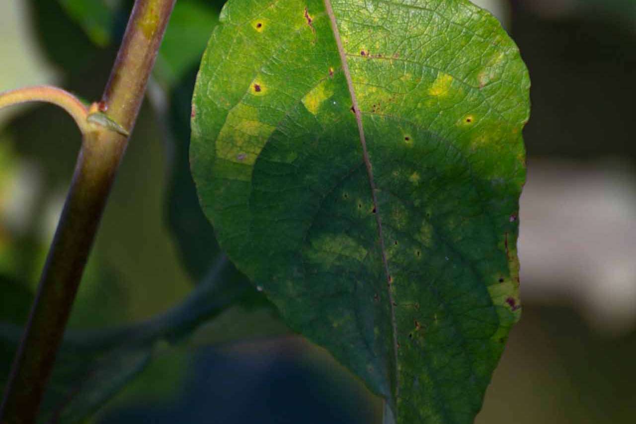 © Ivar Bryngelsson. Sveriges Unga Naturfotografer.