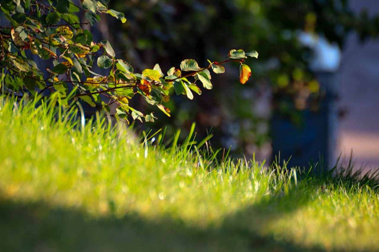 © Ivar Bryngelsson. Sveriges Unga Naturfotografer.