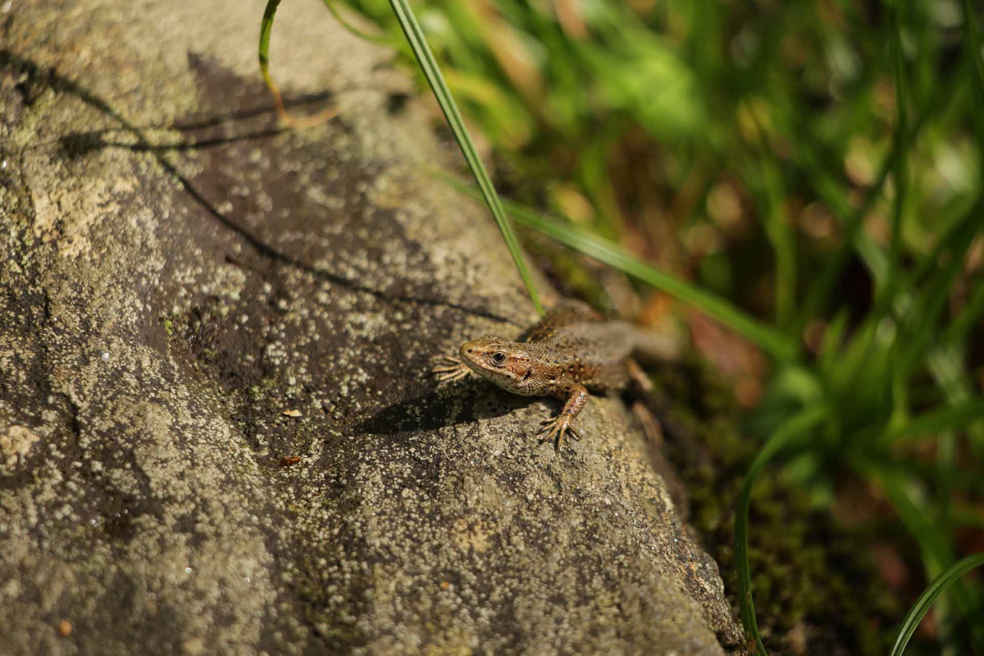 © August Engström. Sveriges Unga Naturfotografer.