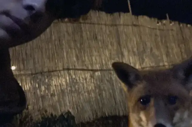 © Gabriel Lundqvist. Sveriges Unga Naturfotografer.