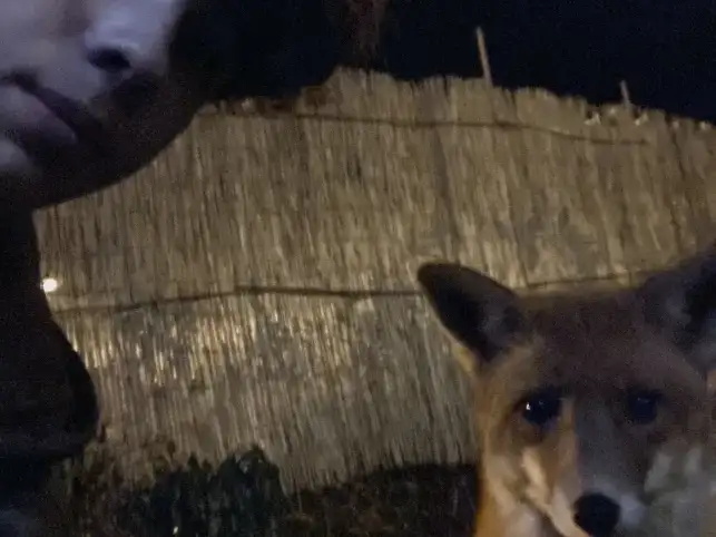 © Gabriel Lundqvist. Sveriges Unga Naturfotografer.