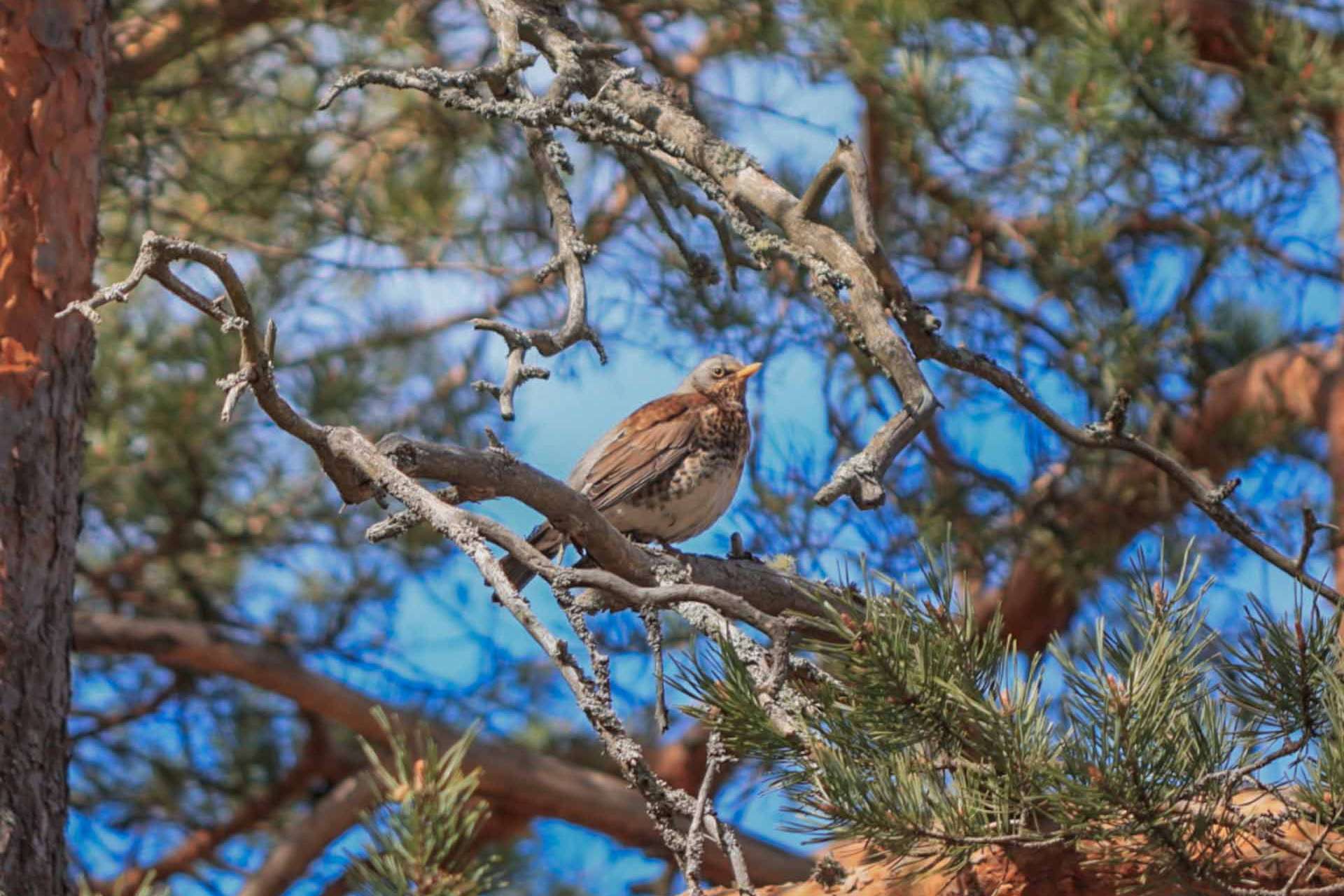© Ivar Bryngelsson. Sveriges Unga Naturfotografer.