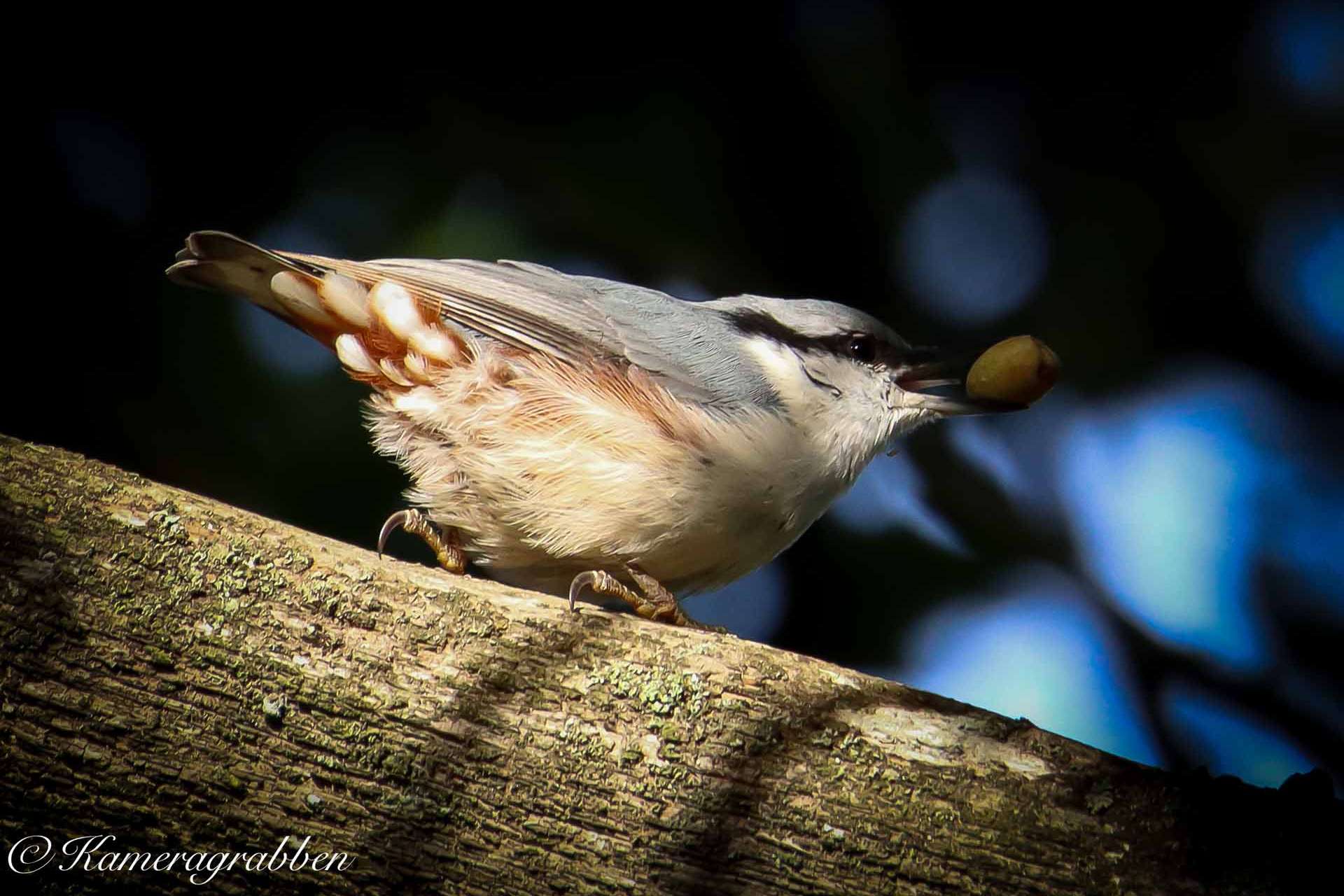 © Azad Saat. Sveriges Unga Naturfotografer.