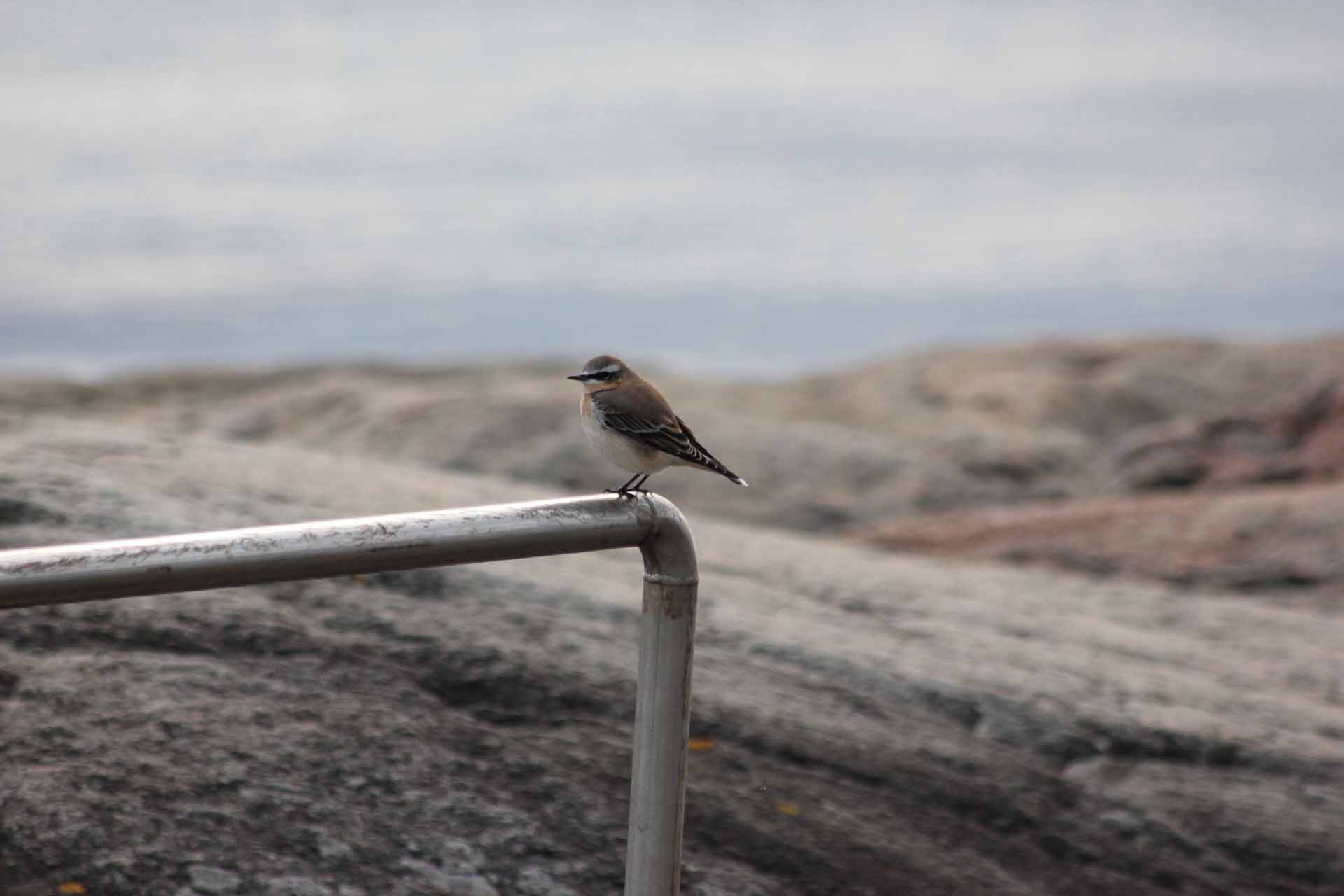© August Engström. Sveriges Unga Naturfotografer.