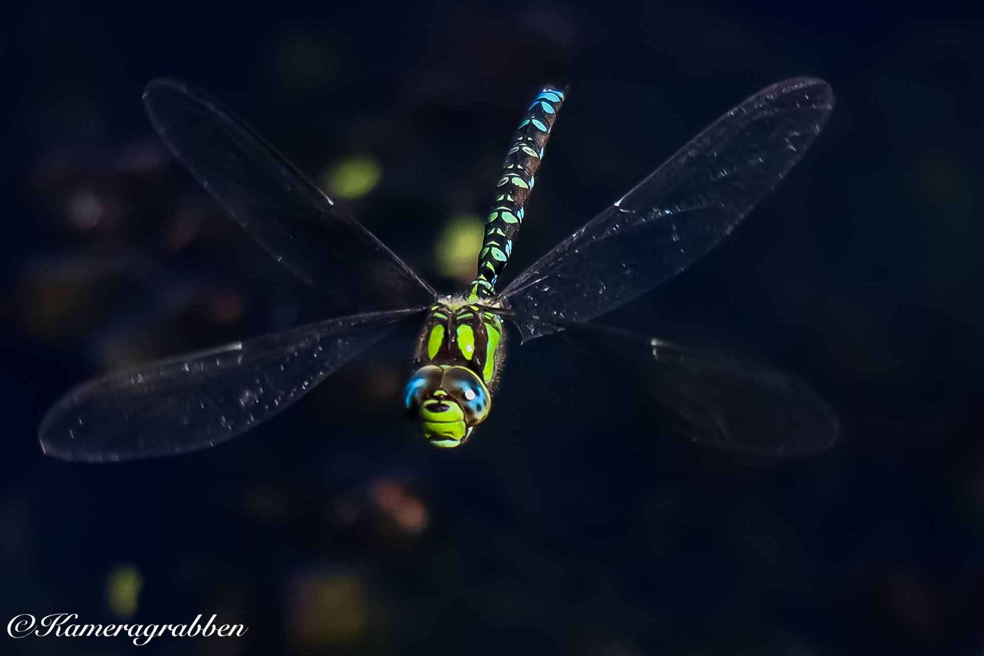 © Azad Saat. Sveriges Unga Naturfotografer.