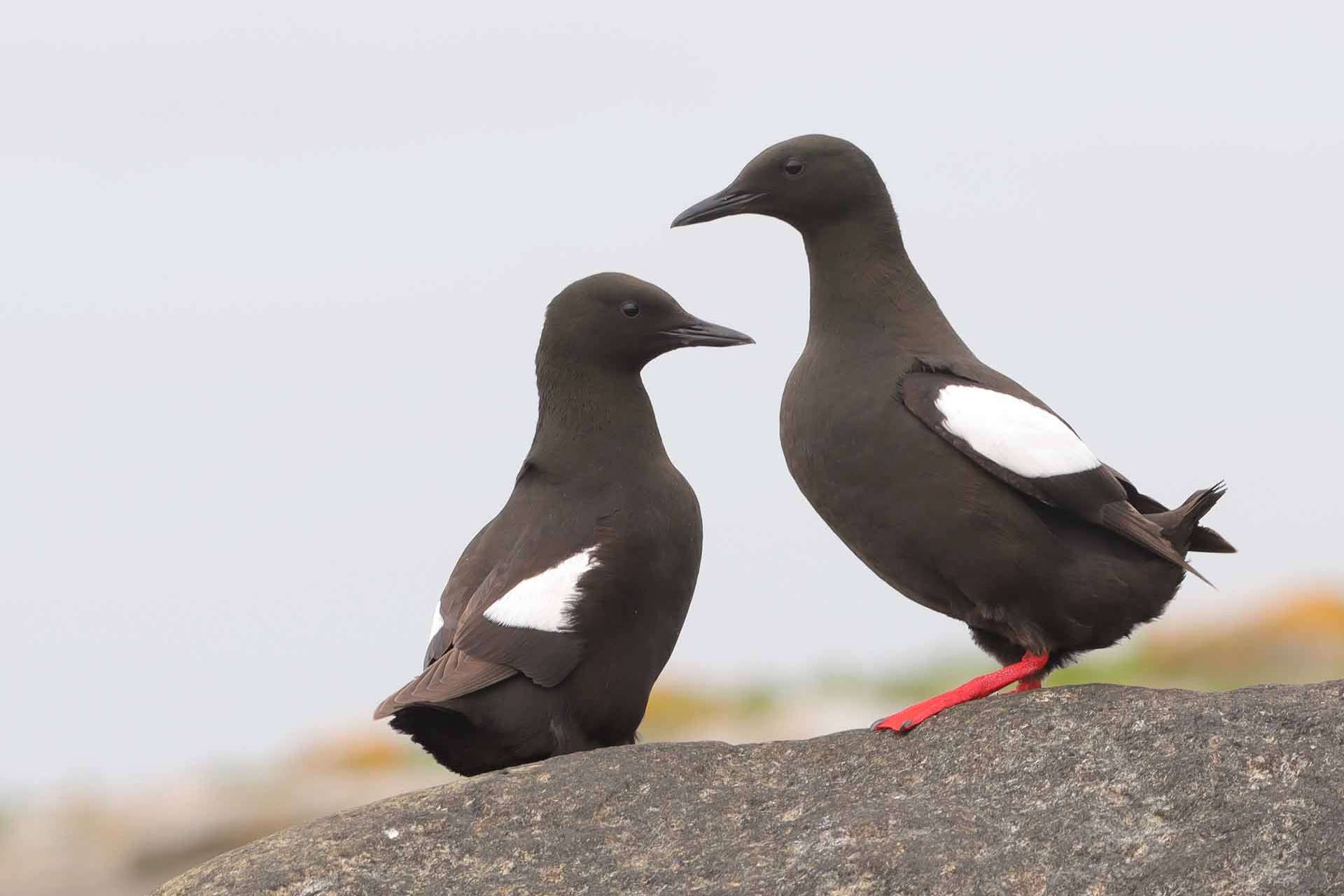 © Gustav Westergren. Sveriges Unga Naturfotografer.