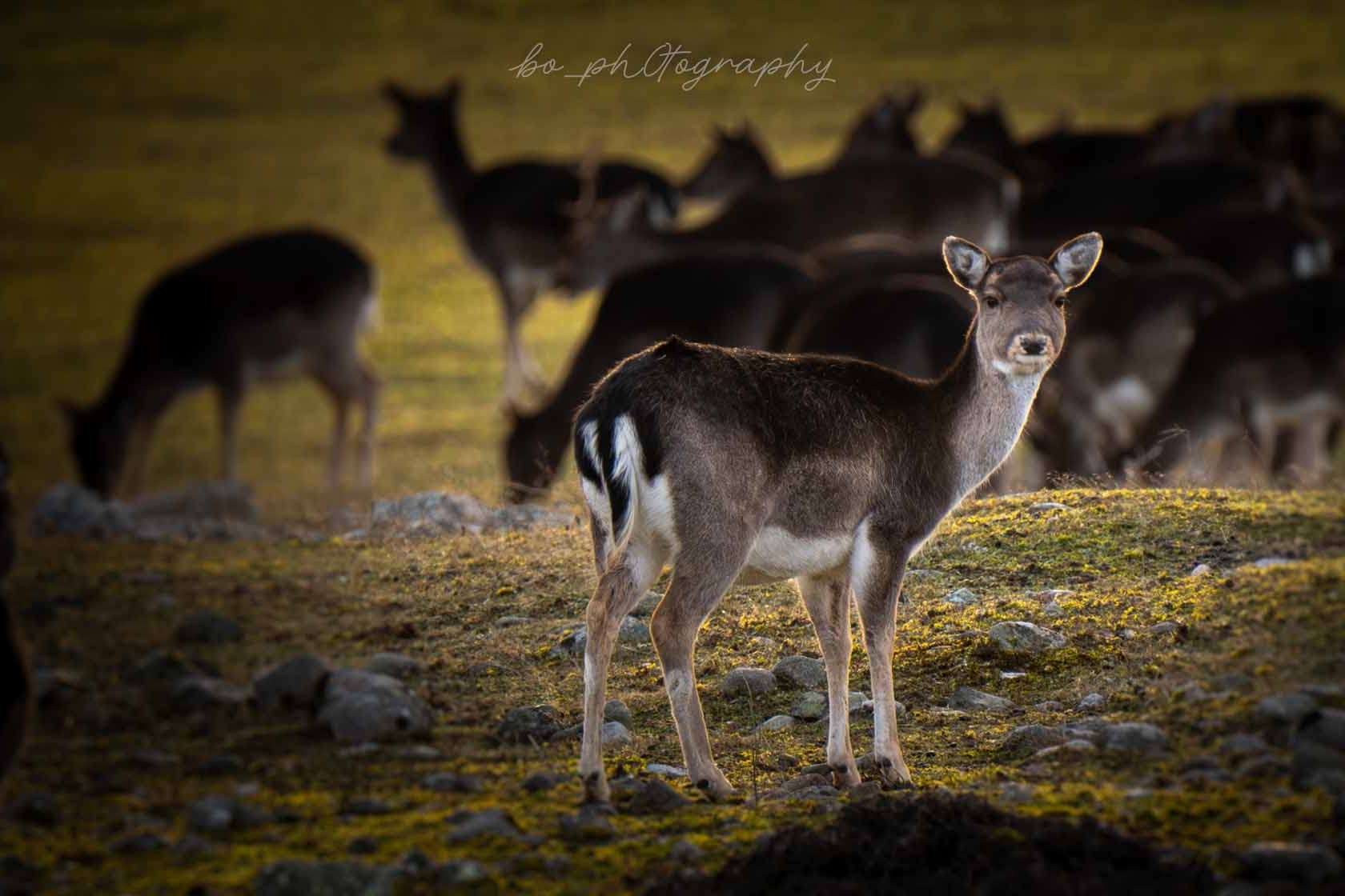 © Bo Embring Mirstam. Sveriges Unga Naturfotografer.