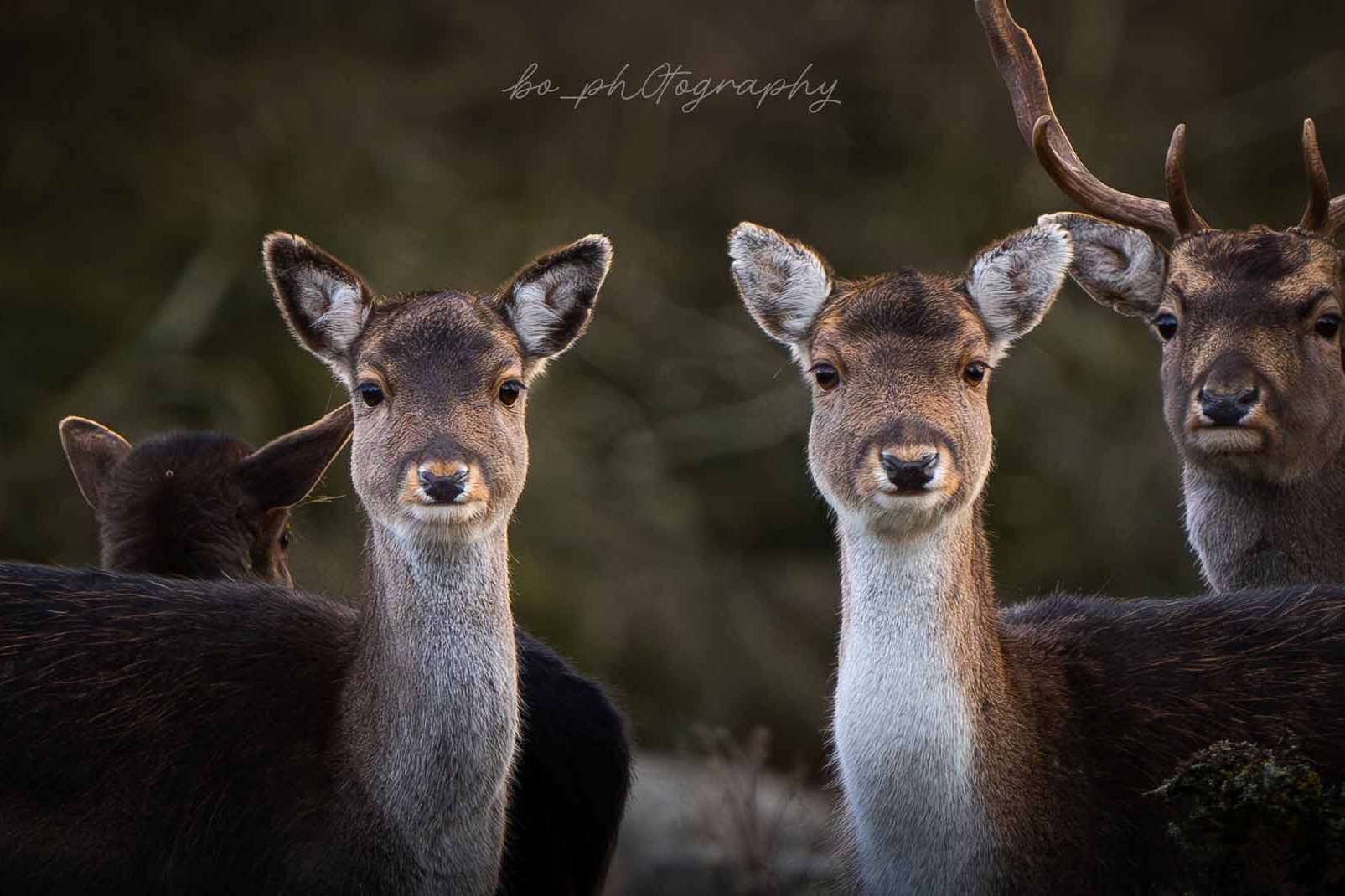 © Bo Embring Mirstam. Sveriges Unga Naturfotografer.