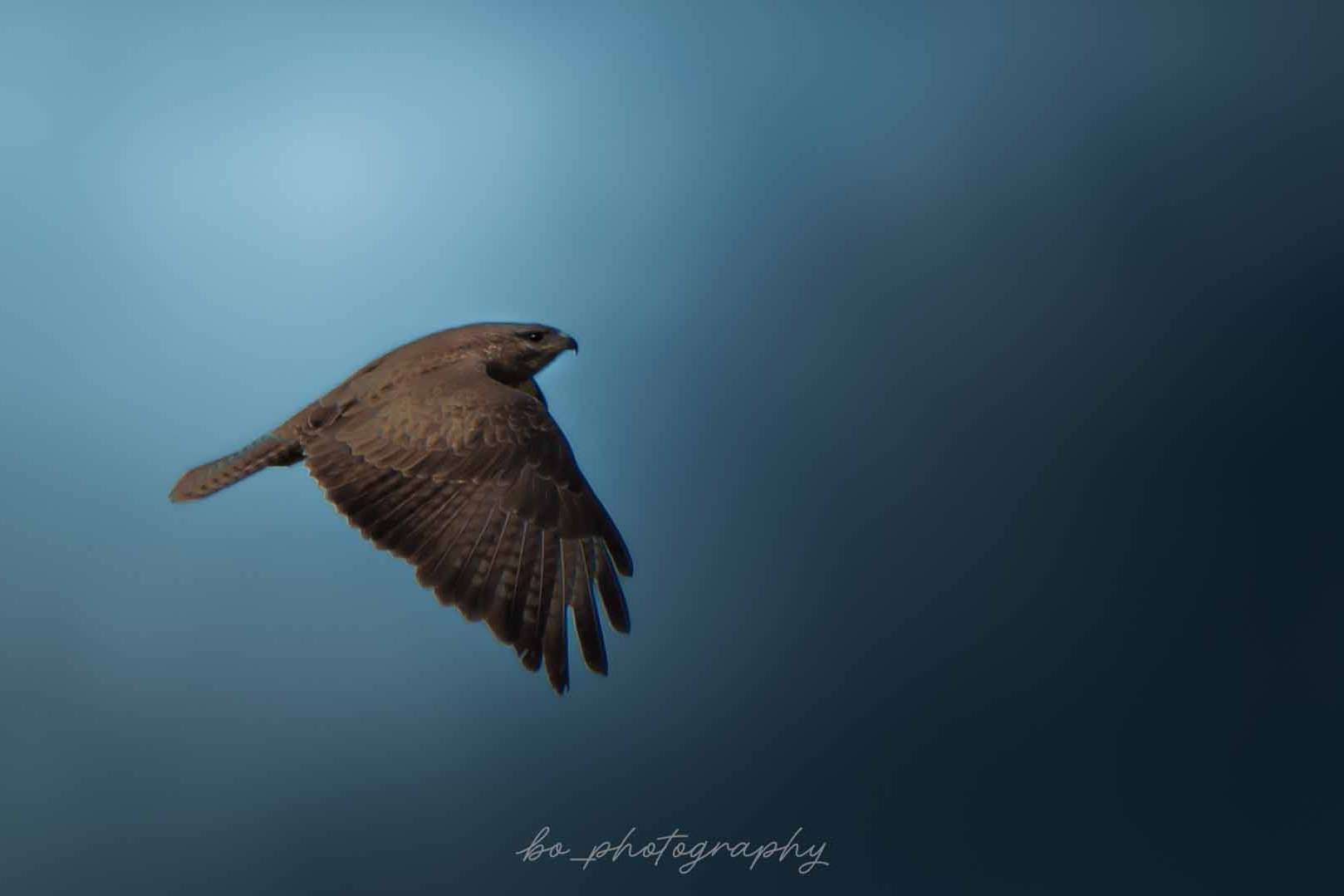 © Bo Embring Mirstam. Sveriges Unga Naturfotografer.