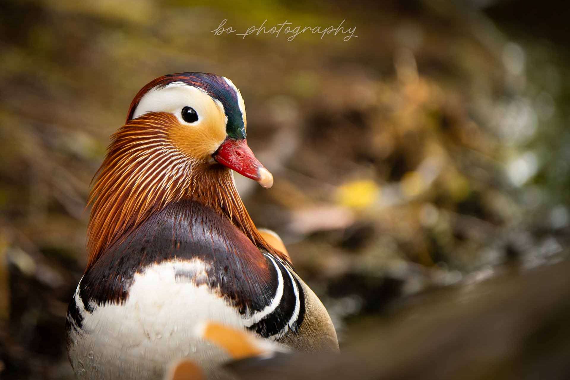 © Bo Embring Mirstam. Sveriges Unga Naturfotografer.