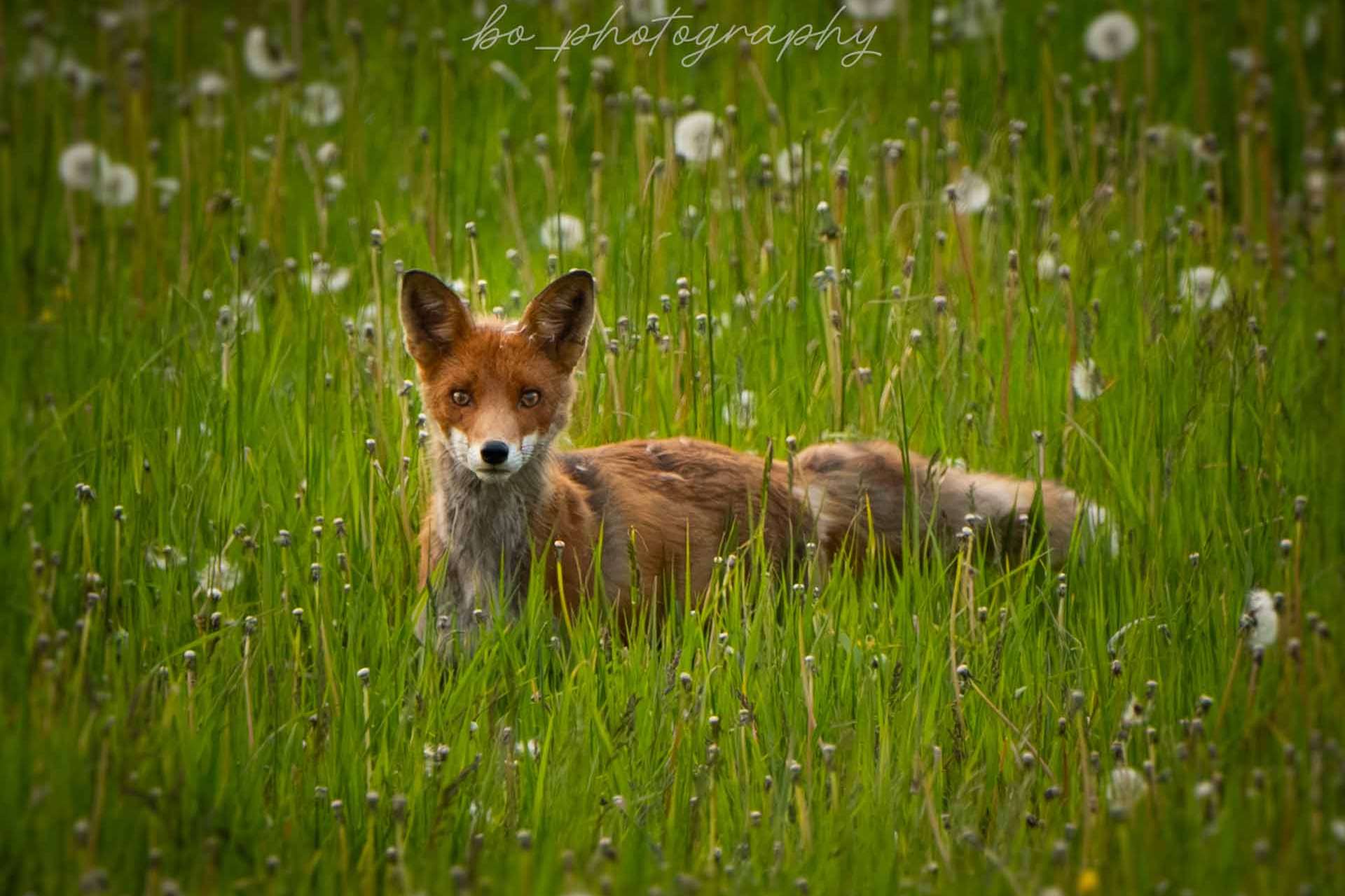 © Bo Embring Mirstam. Sveriges Unga Naturfotografer.