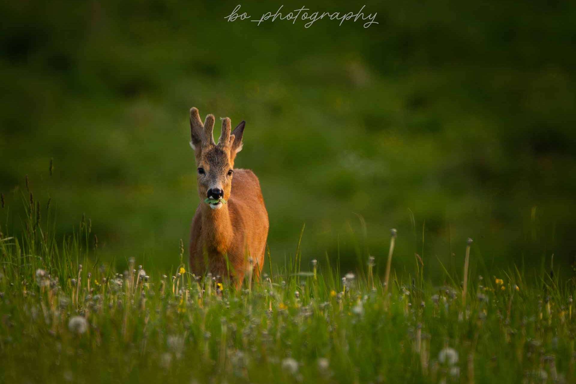 © Bo Embring Mirstam. Sveriges Unga Naturfotografer.
