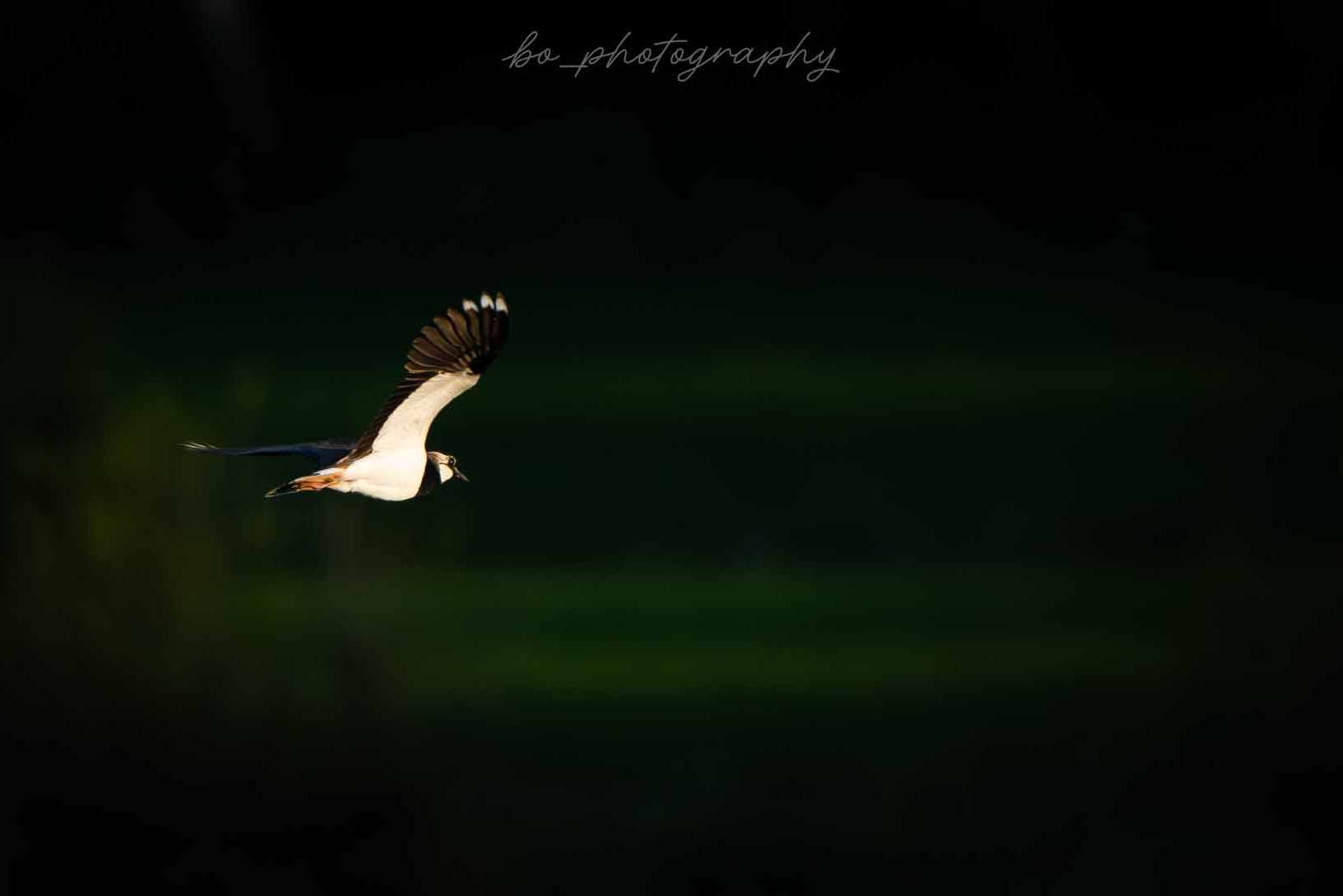 © Bo Embring Mirstam. Sveriges Unga Naturfotografer.