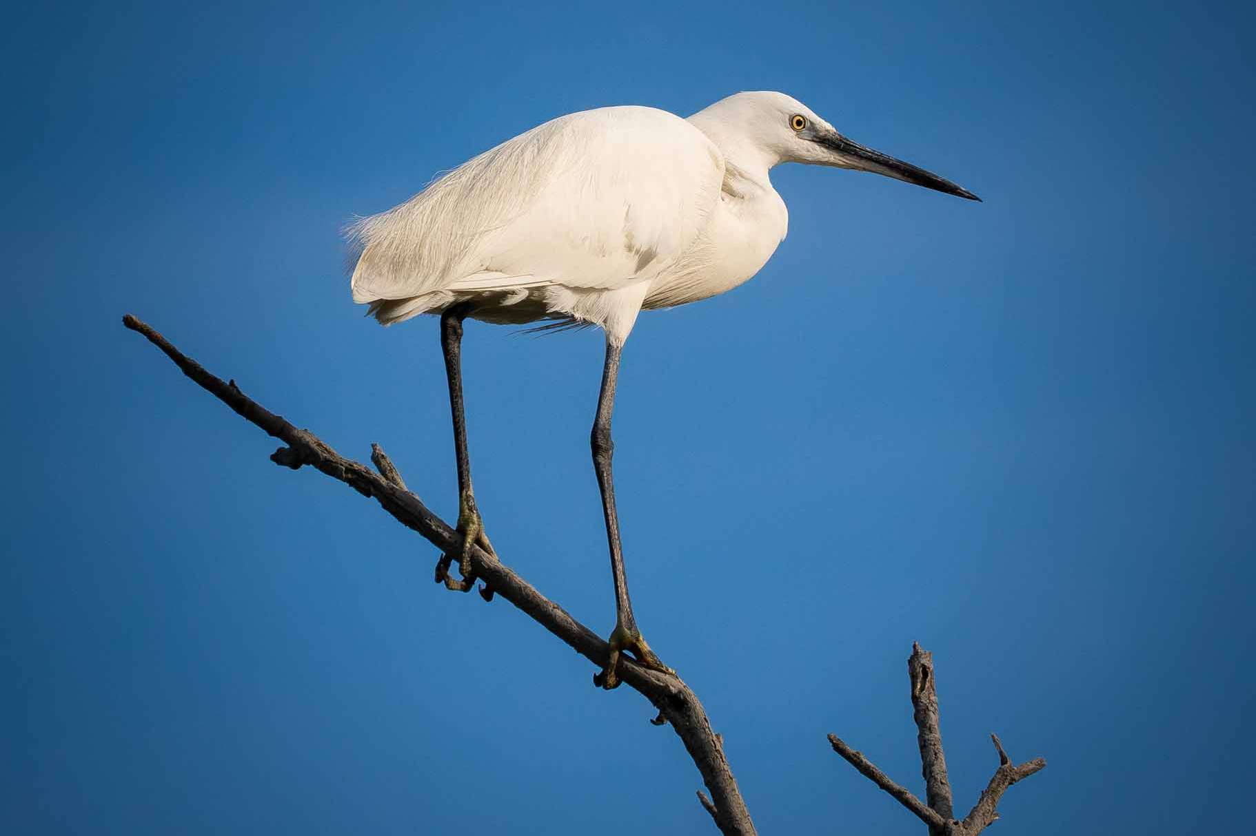 © Bo Embring Mirstam. Sveriges Unga Naturfotografer.