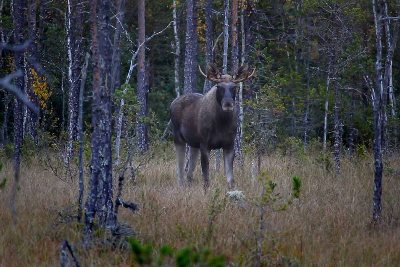 © Rasmus Björk. Sveriges Unga Naturfotografer.