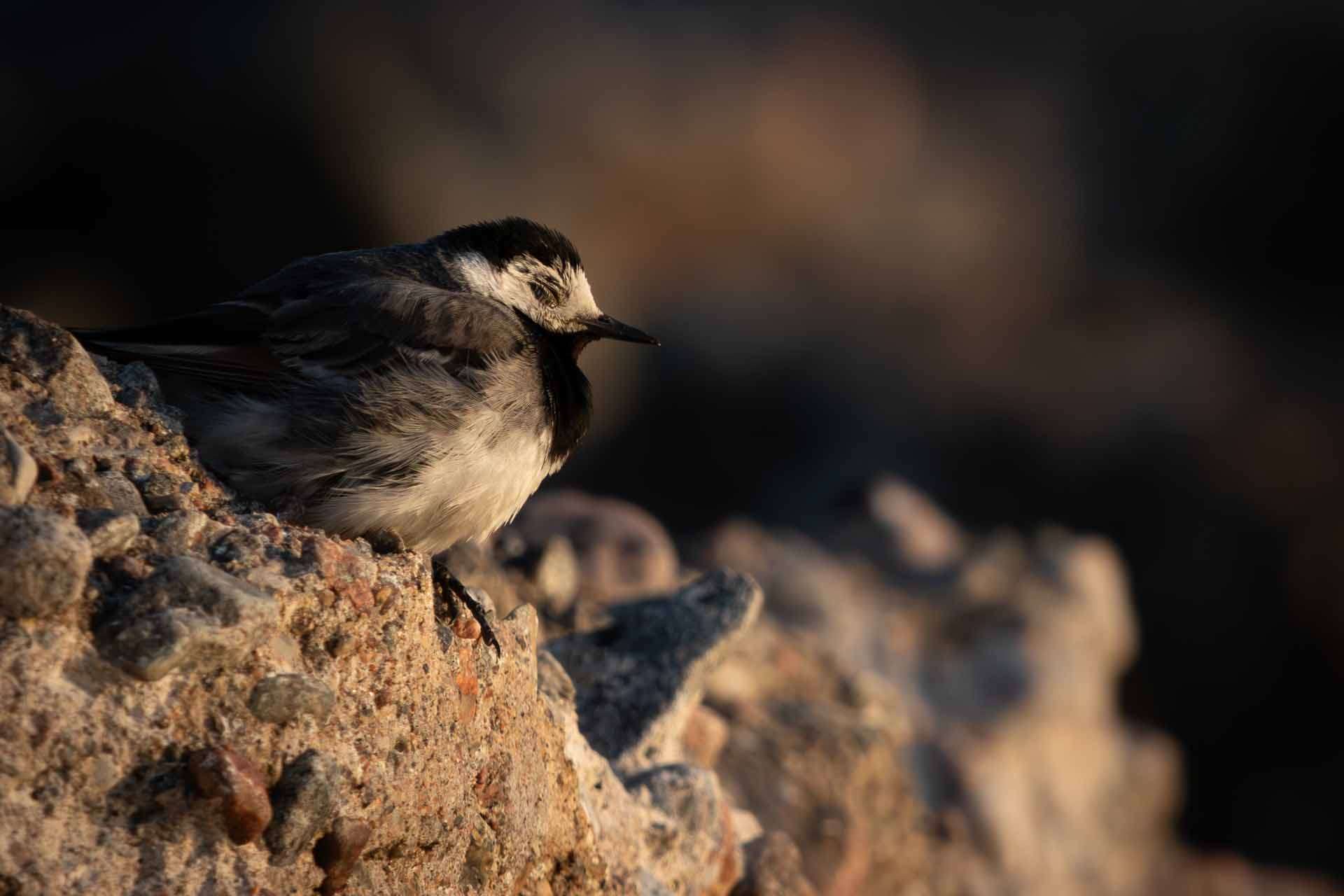 © Albin Wängman. Sveriges Unga Naturfotografer.
