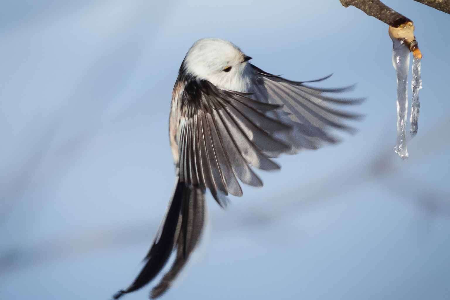 © Albin Wängman. Sveriges Unga Naturfotografer.