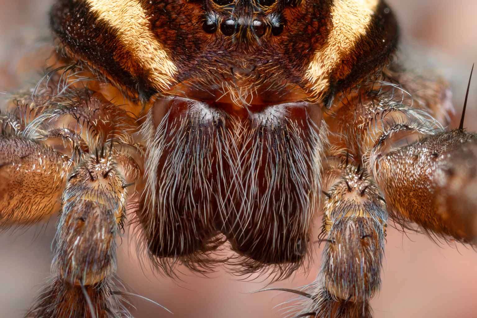 © Albin Wängman. Sveriges Unga Naturfotografer.