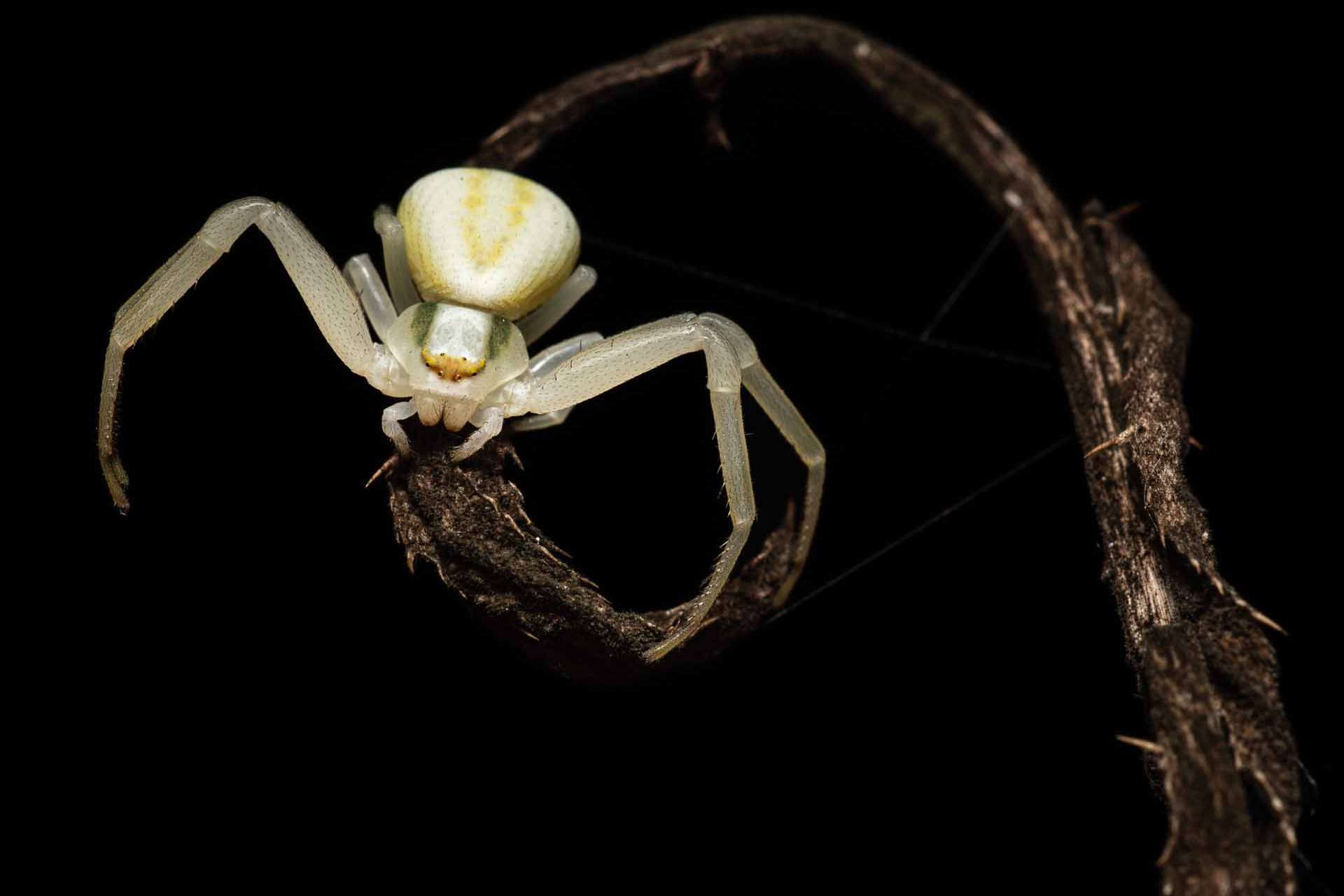 © Albin Wängman. Sveriges Unga Naturfotografer.