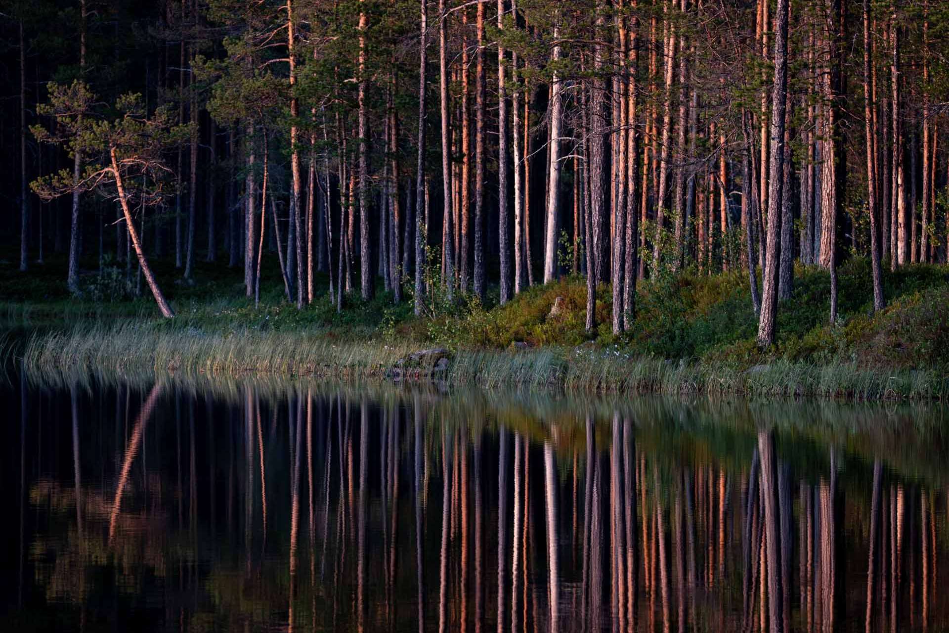 © Albin Wängman. Sveriges Unga Naturfotografer.
