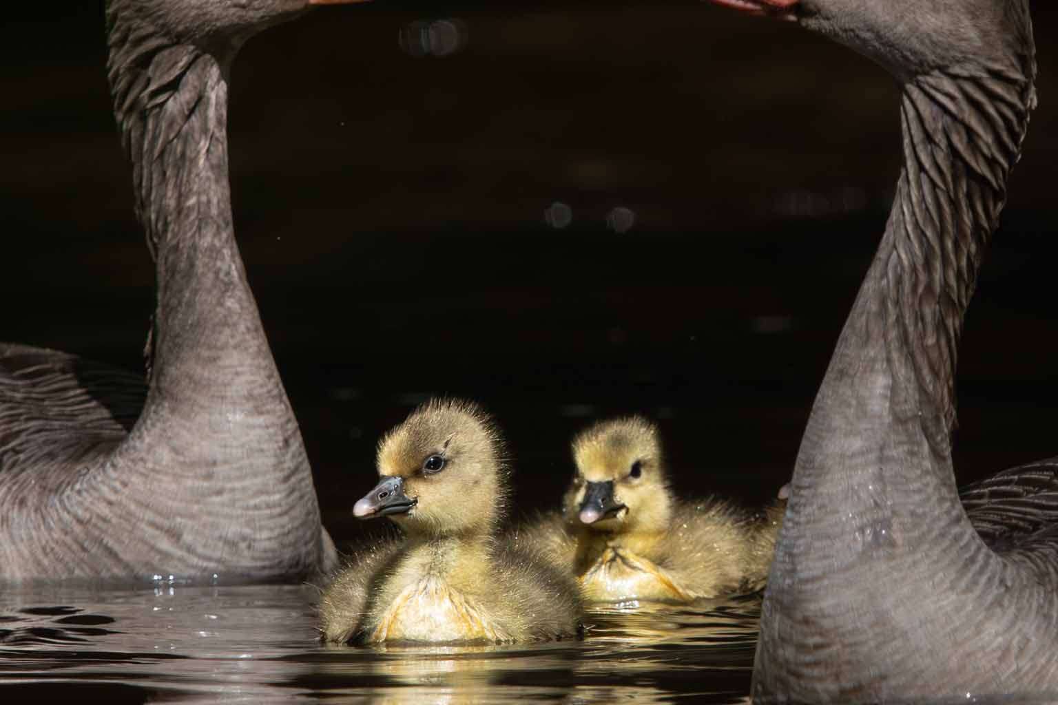 © Albin Wängman. Sveriges Unga Naturfotografer.