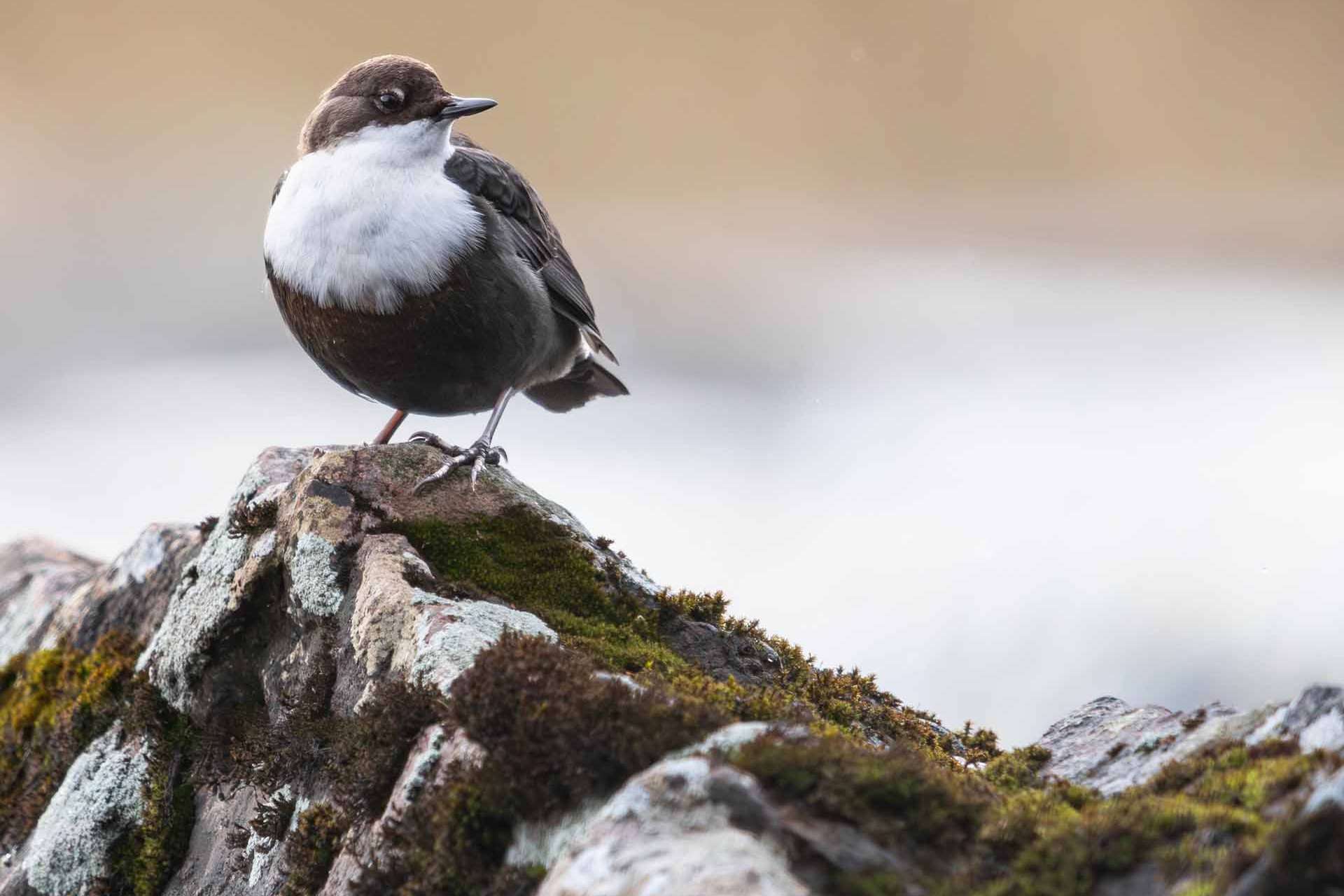 © Albin Wängman. Sveriges Unga Naturfotografer.