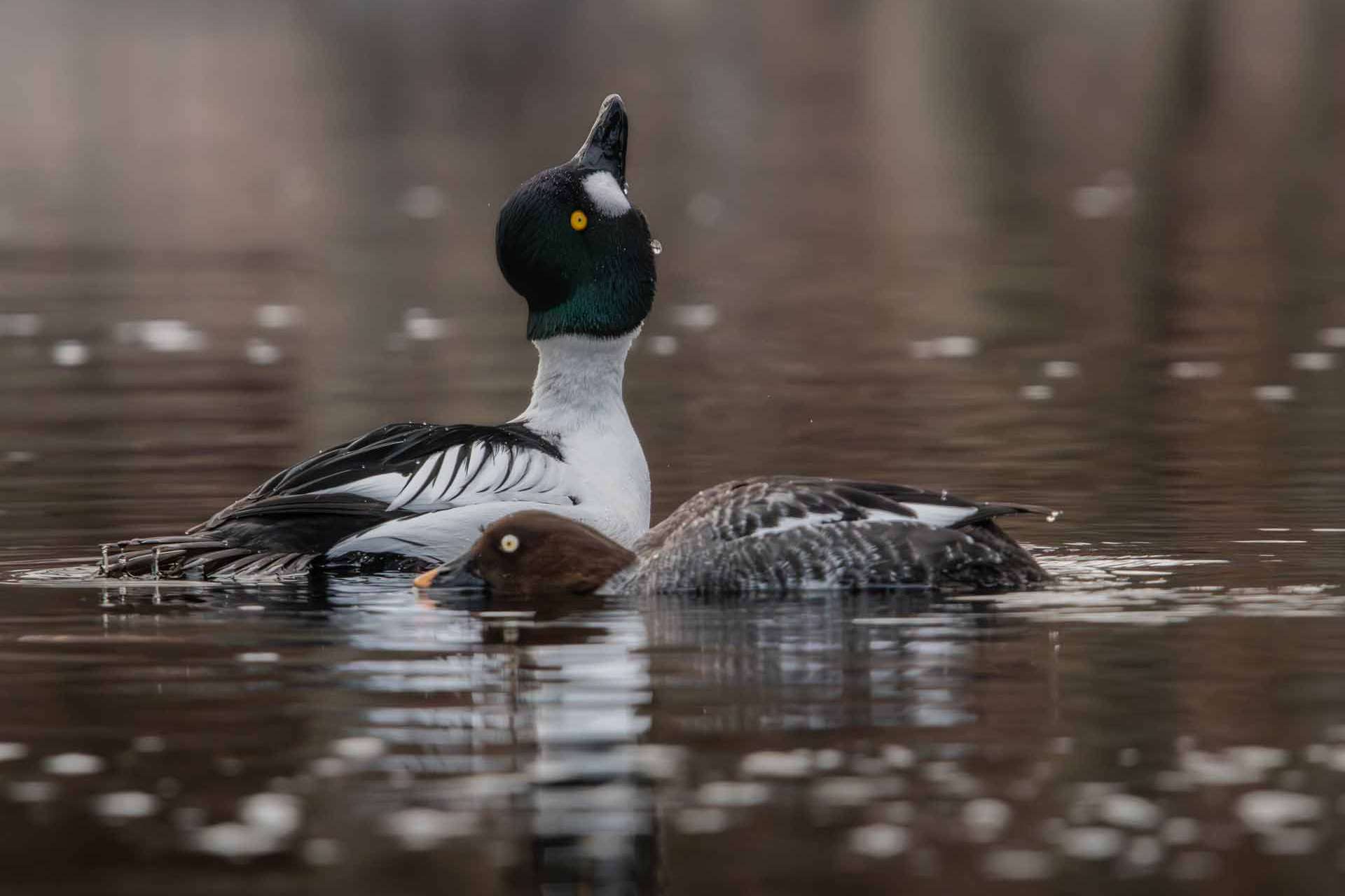 © Albin Wängman. Sveriges Unga Naturfotografer.