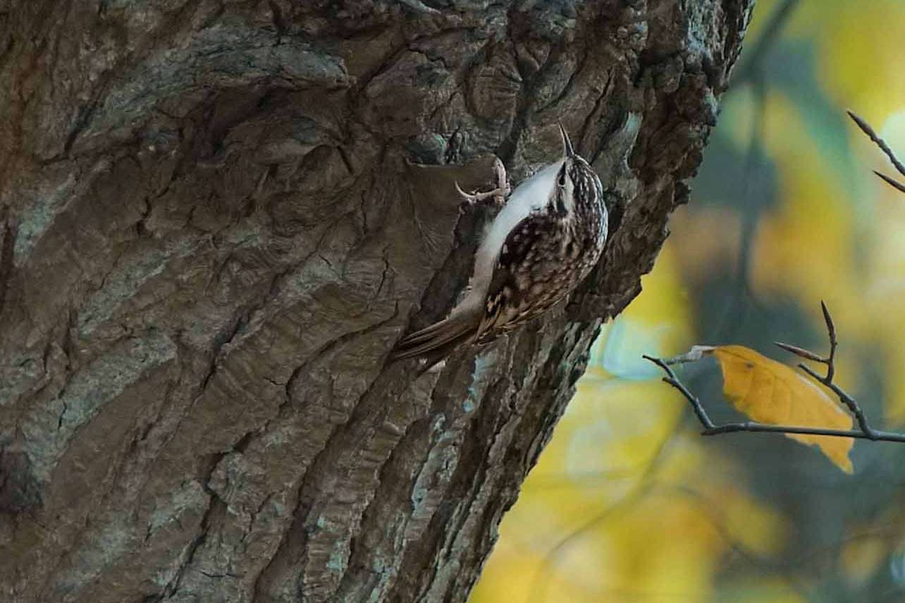 © Angelina Reynold. Sveriges Unga Naturfotografer.
