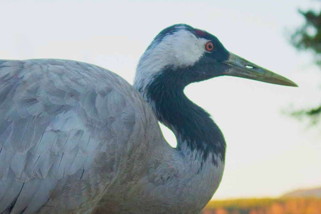 © Rasmus Björk. Sveriges Unga Naturfotografer.