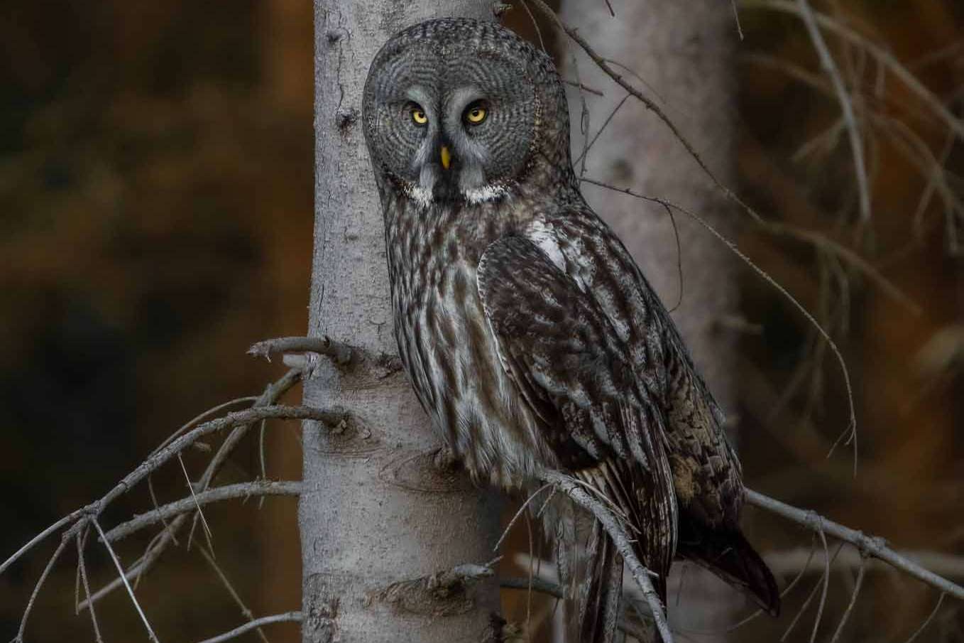 © Karl Evesund. Sveriges Unga Naturfotografer.