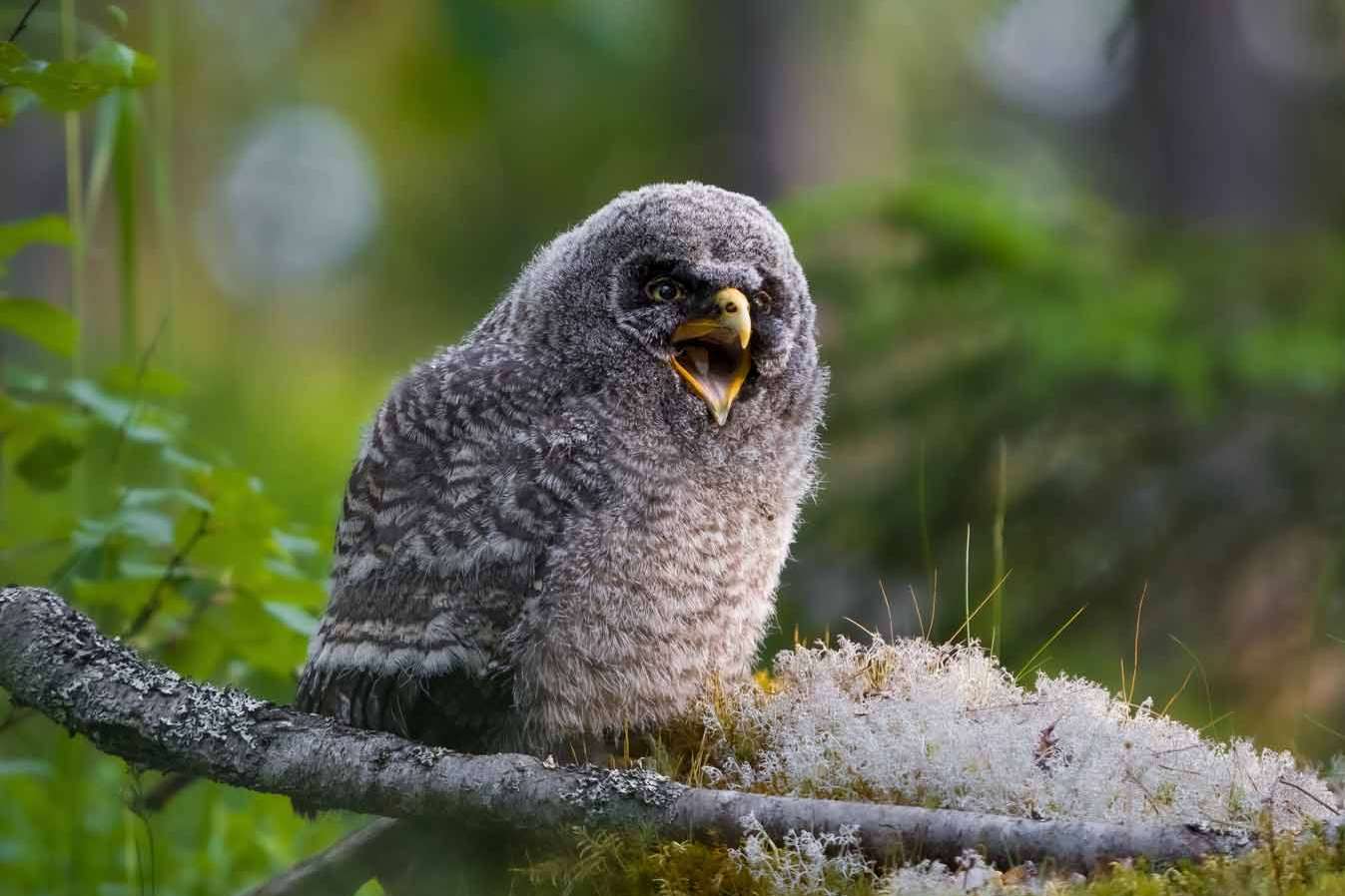 © Karl Evesund. Sveriges Unga Naturfotografer.