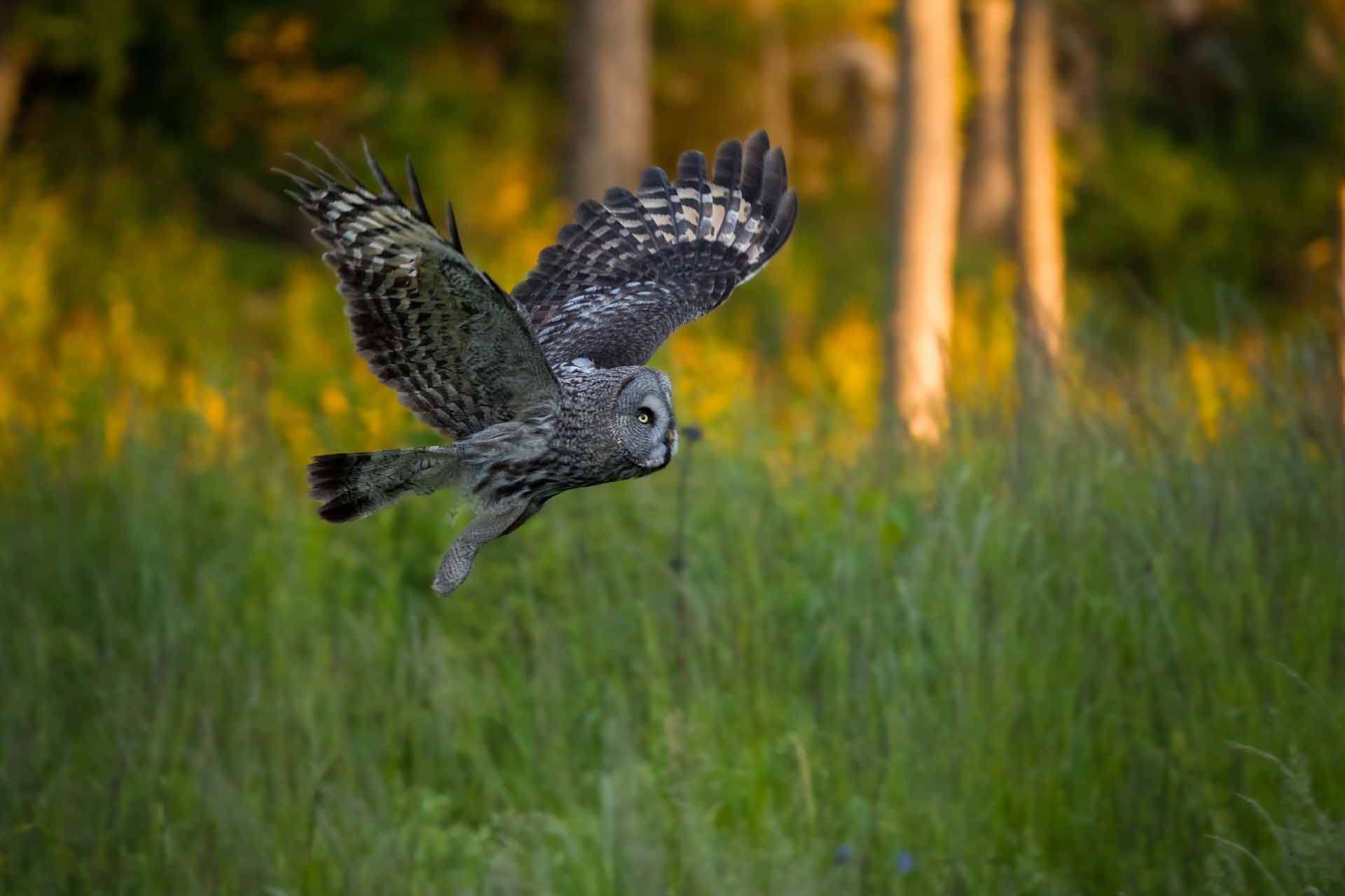 © Karl Evesund. Sveriges Unga Naturfotografer.