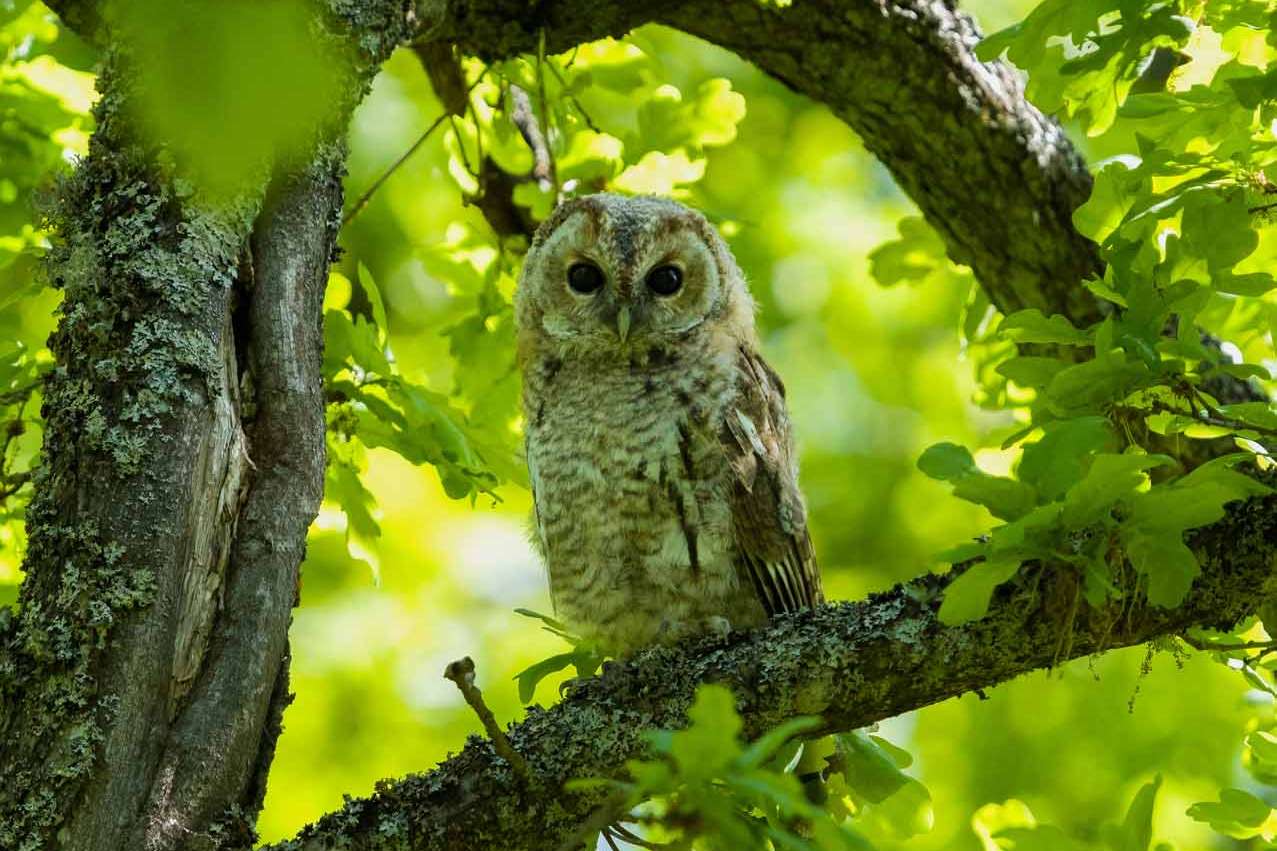 © Karl Evesund. Sveriges Unga Naturfotografer.