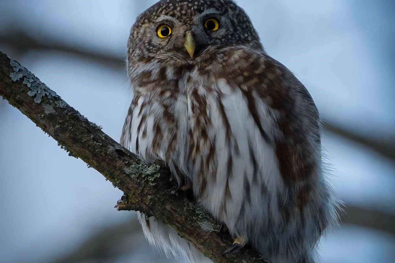 © Karl Evesund. Sveriges Unga Naturfotografer.