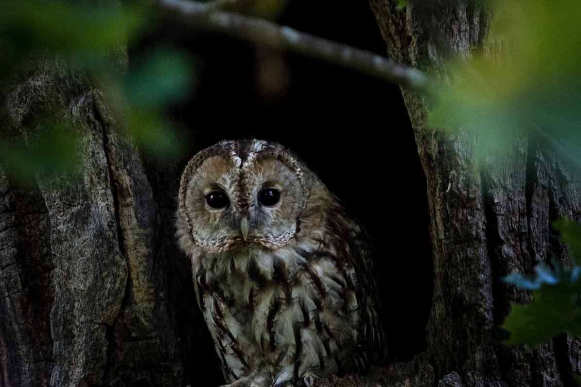 © Karl Evesund. Sveriges Unga Naturfotografer.