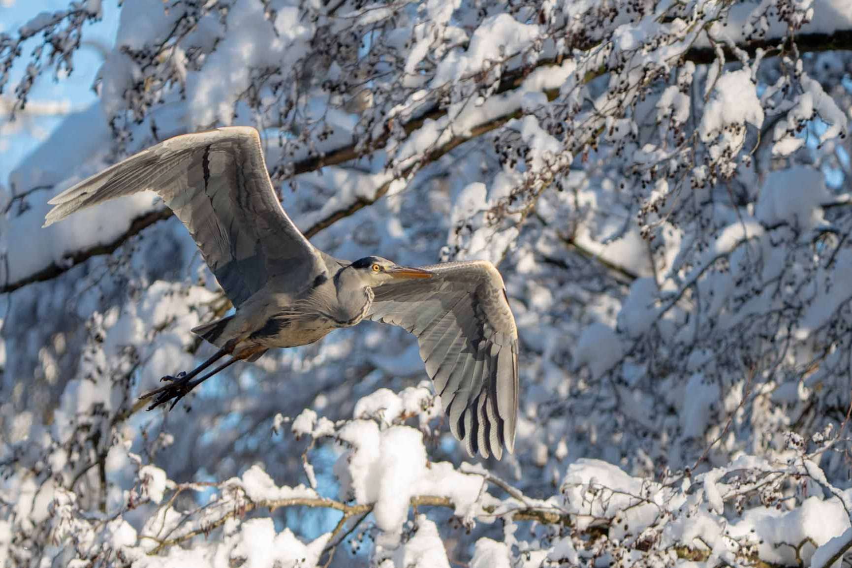 © Matilda Modig. Sveriges Unga Naturfotografer.