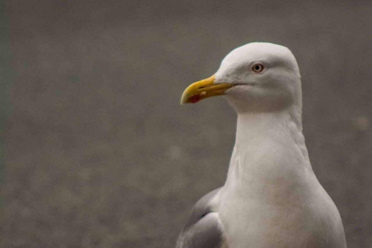 © Rasmus Björk. Sveriges Unga Naturfotografer.