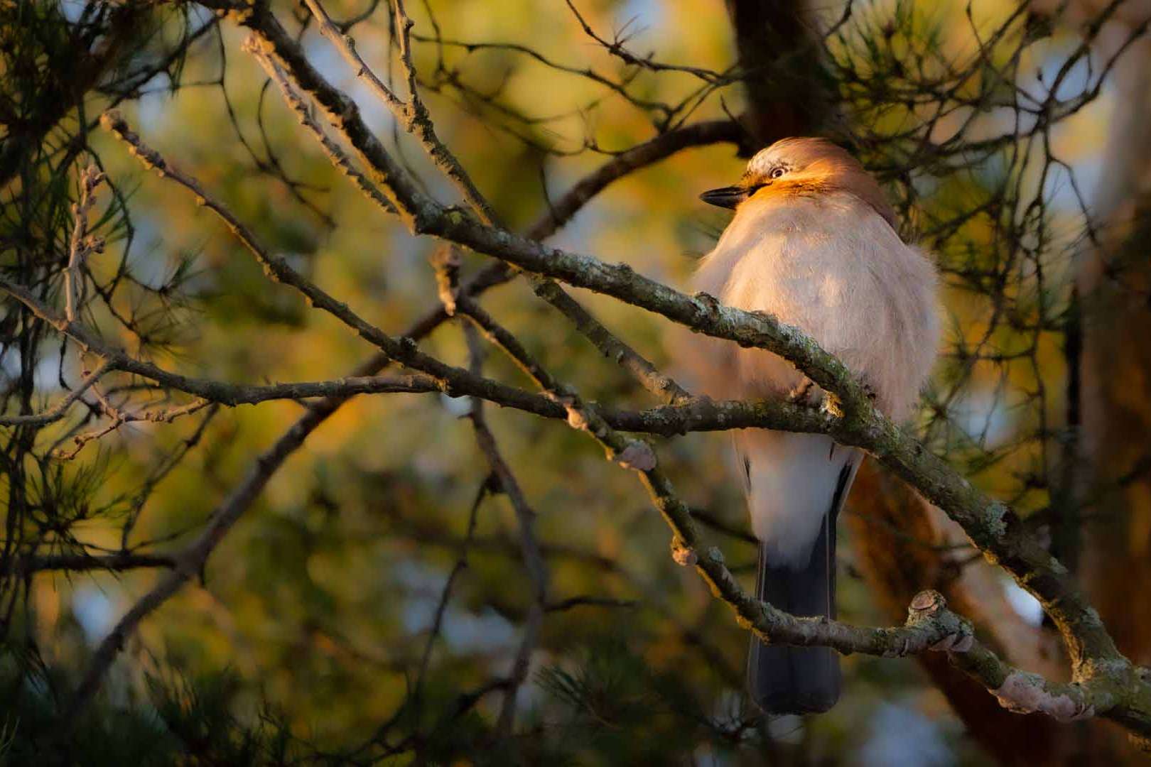 © Theodore Somnim Wallman. Sveriges Unga Naturfotografer.